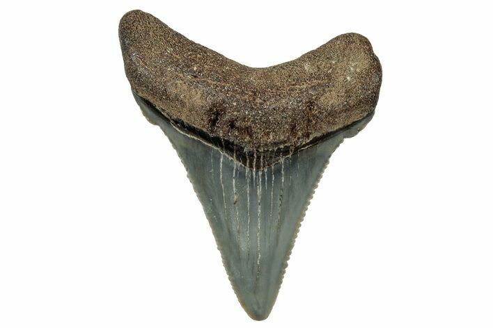 Serrated Angustidens Tooth - Megalodon Ancestor #302060